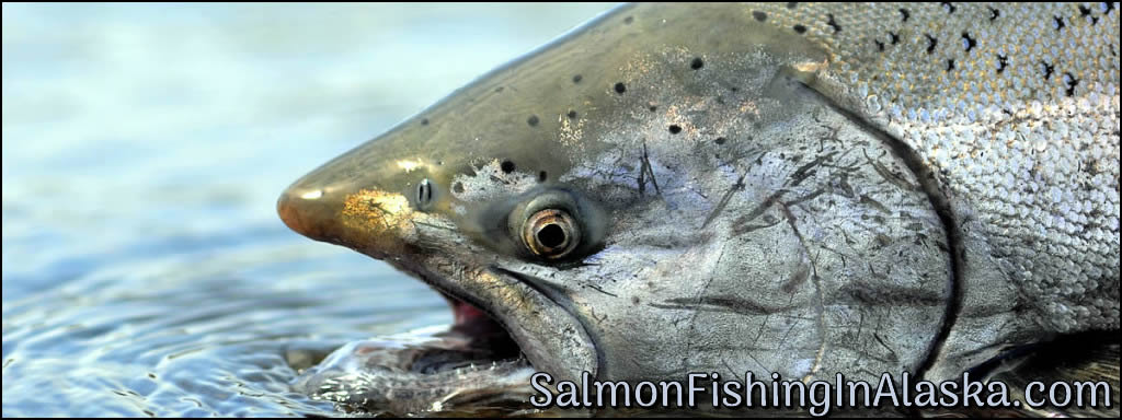 Alaska Fishing; Home Page